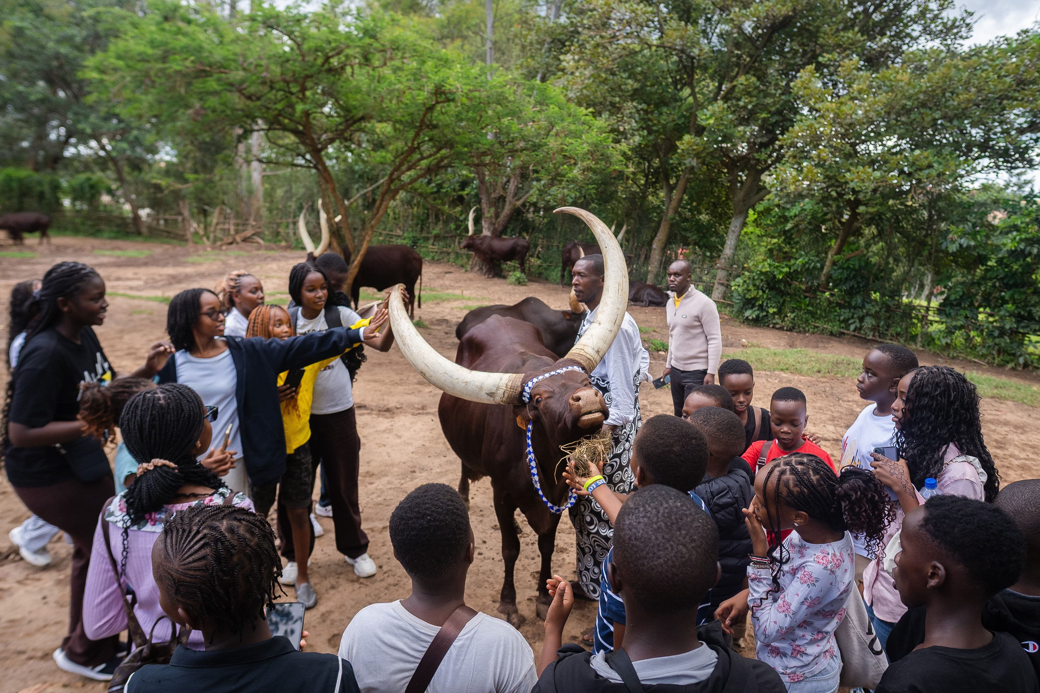 Cows at the National Museum Huye