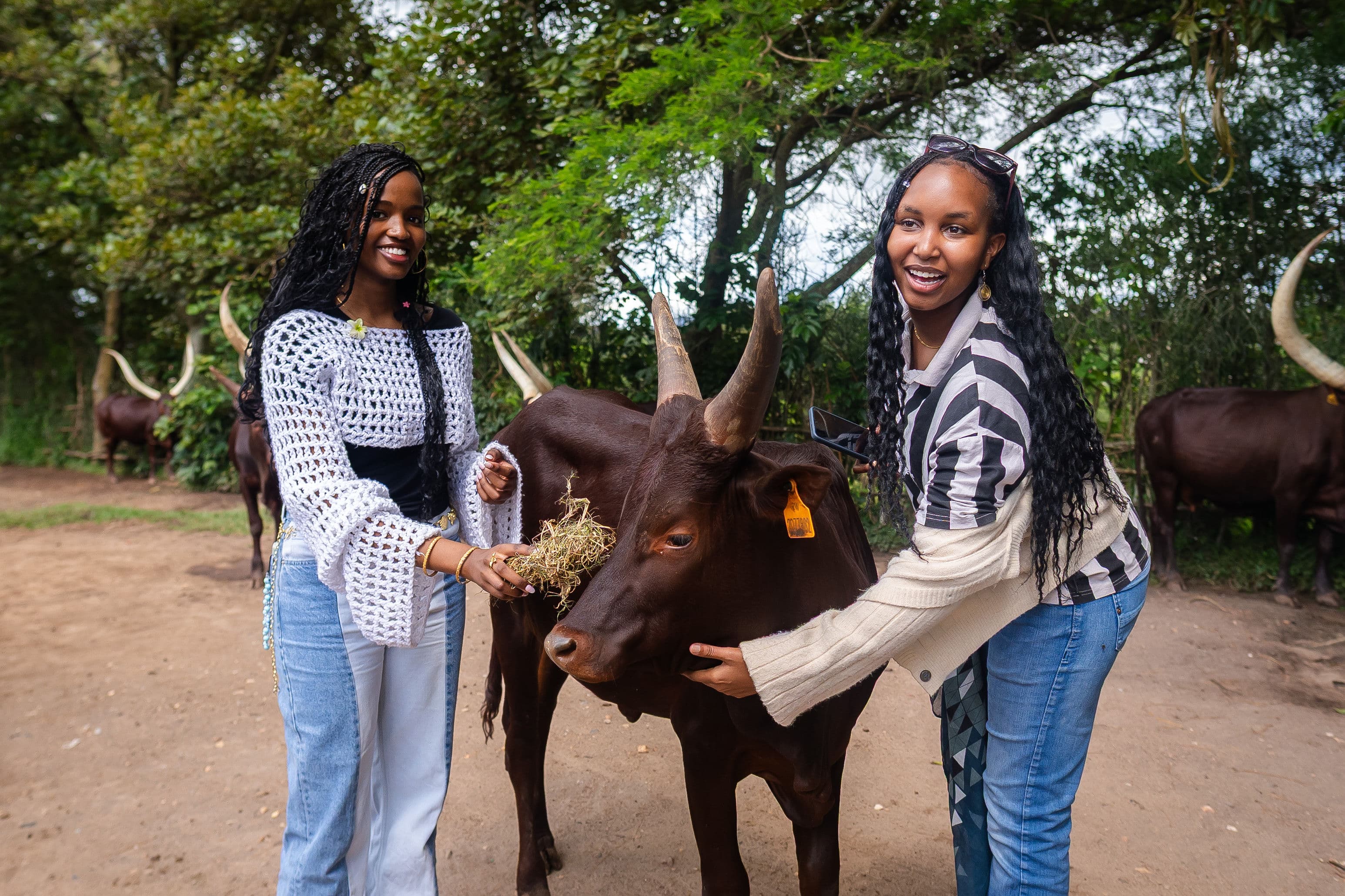 Cows at the National Museum Huye